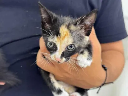 Gato raça SRD-ViraLata idade 2 a 6 meses nome Ághata