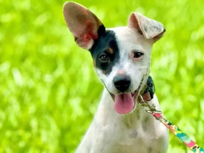 Cachorro raça SRD-ViraLata idade 1 ano nome Tita