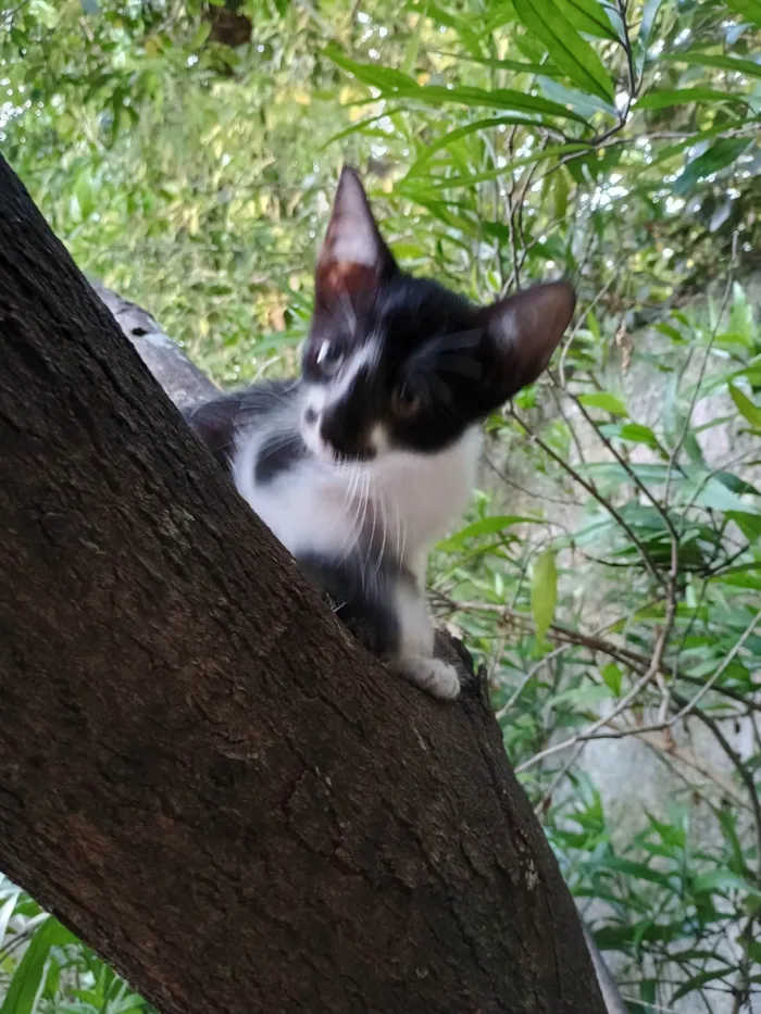 Gato ra a SRD-ViraLata idade 2 a 6 meses nome Botafogo