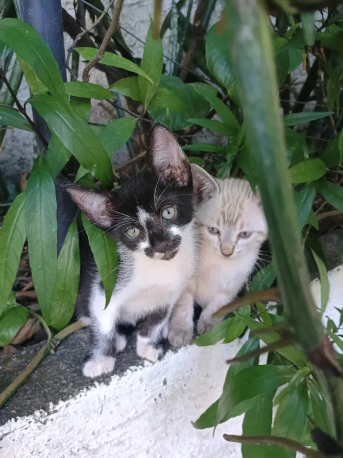Gato ra a SRD-ViraLata idade 2 a 6 meses nome Botafogo