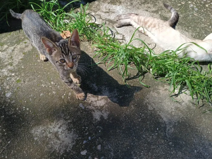Gato ra a SRD-ViraLata idade 2 a 6 meses nome Botafogo