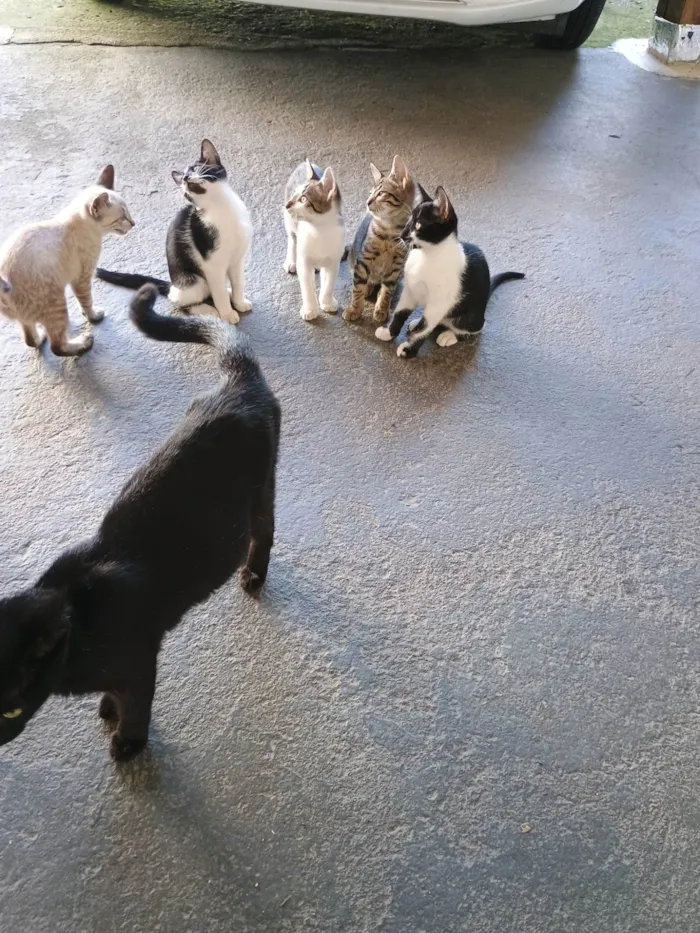 Gato ra a SRD-ViraLata idade 2 a 6 meses nome Botafogo