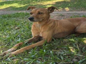 Cachorro raça SRD-ViraLata idade 6 ou mais anos nome Mel