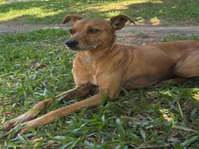 Cachorro raça SRD-ViraLata idade 6 ou mais anos nome Mel