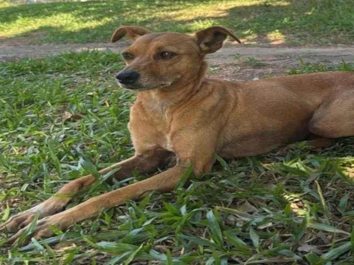 Cachorro ra a SRD-ViraLata idade 6 ou mais anos nome Mel