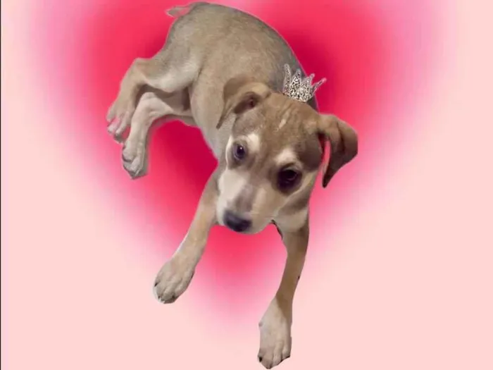 Cachorro ra a SRD-ViraLata idade 2 a 6 meses nome Nino bb5meses lindíssimo 