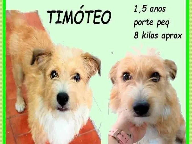 Cachorro ra a SRD-ViraLata idade 1 ano nome Timóteo