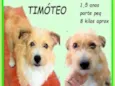 Timóteo