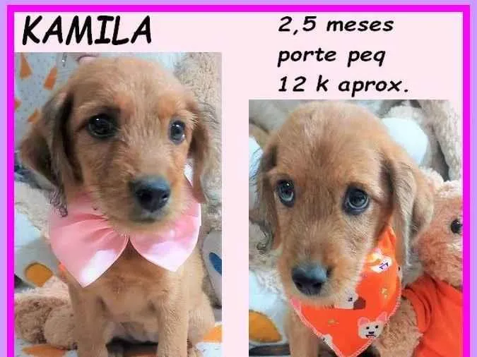 Cachorro ra a SRD-ViraLata idade 2 a 6 meses nome Kamila