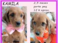 Kamila