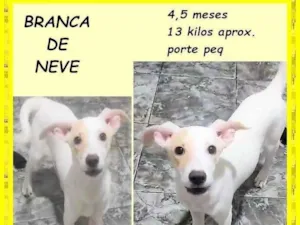 Cachorro raça SRD-ViraLata idade 2 a 6 meses nome Branca de neve