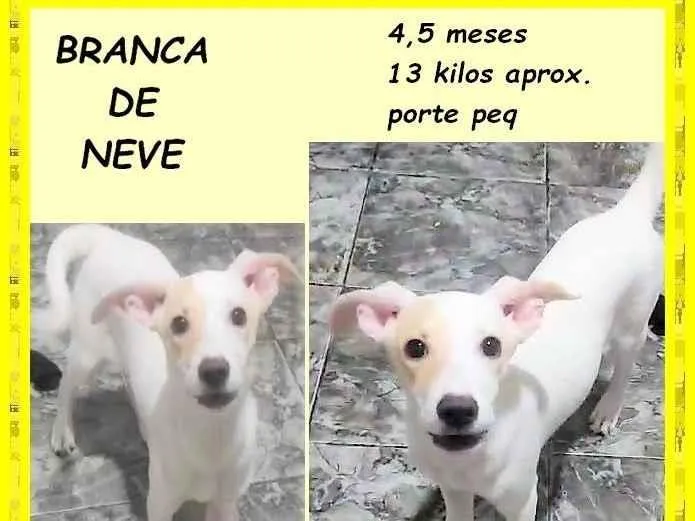 Cachorro ra a SRD-ViraLata idade 2 a 6 meses nome Branca de neve