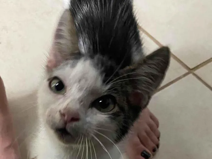 Gato ra a SRD-ViraLata idade 7 a 11 meses nome Malevola