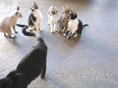 Gato raça SRD-ViraLata idade 2 a 6 meses nome Botafogo
