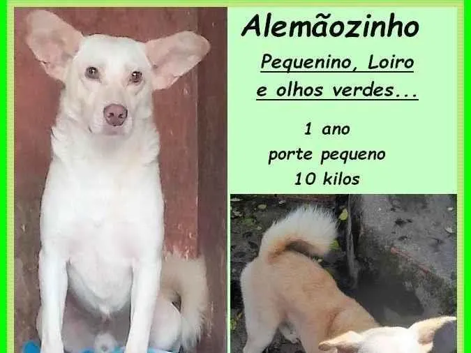 Cachorro ra a SRD-ViraLata idade 1 ano nome Alemãozinho