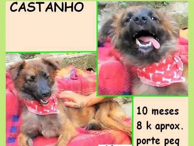 Cachorro ra a SRD-ViraLata idade 7 a 11 meses nome Castanho