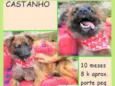 Castanho