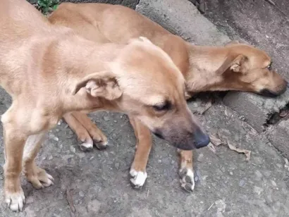 Cachorro raça SRD-ViraLata idade 2 a 6 meses nome Sem nome