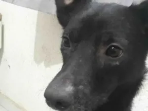 Cachorro raça SRD-ViraLata idade 2 anos nome Negão 