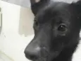 Negão