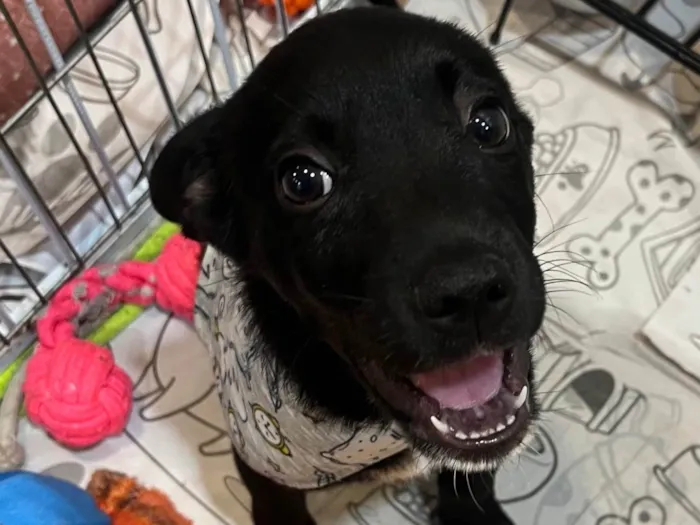 Cachorro ra a SRD-ViraLata idade 2 a 6 meses nome João 