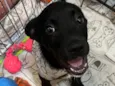 João