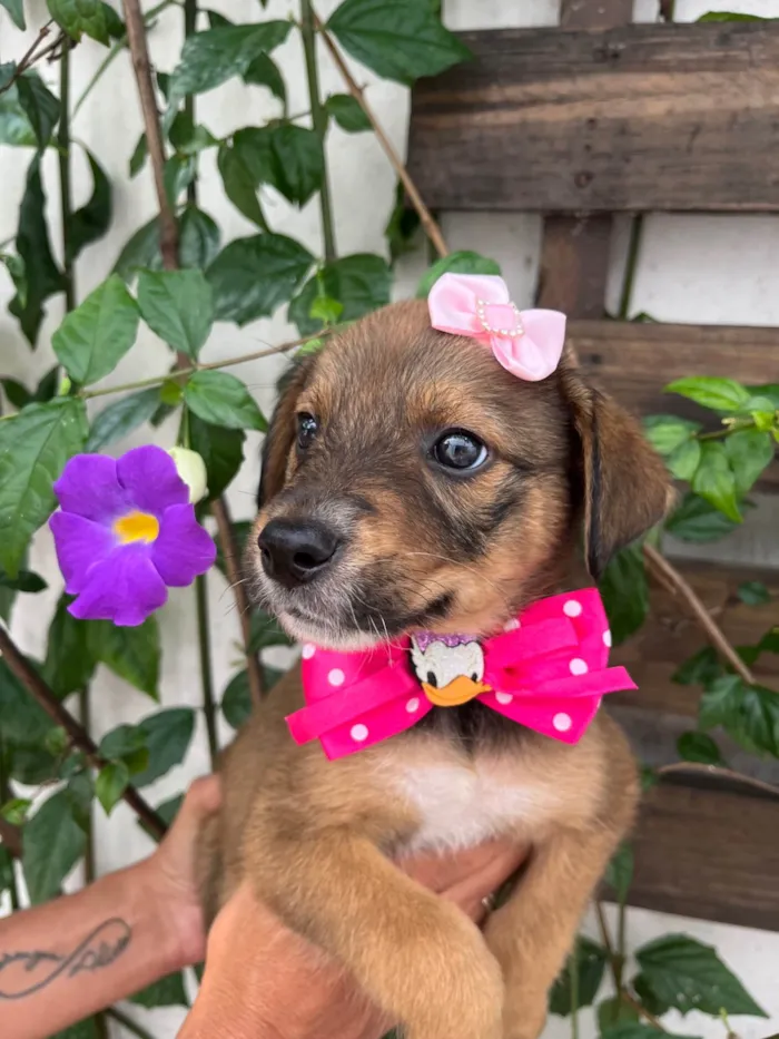 Cachorro ra a SRD-ViraLata idade Abaixo de 2 meses nome Minnie