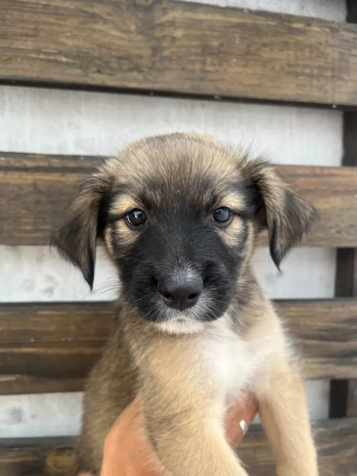Cachorro ra a SRD-ViraLata idade Abaixo de 2 meses nome Margarida 