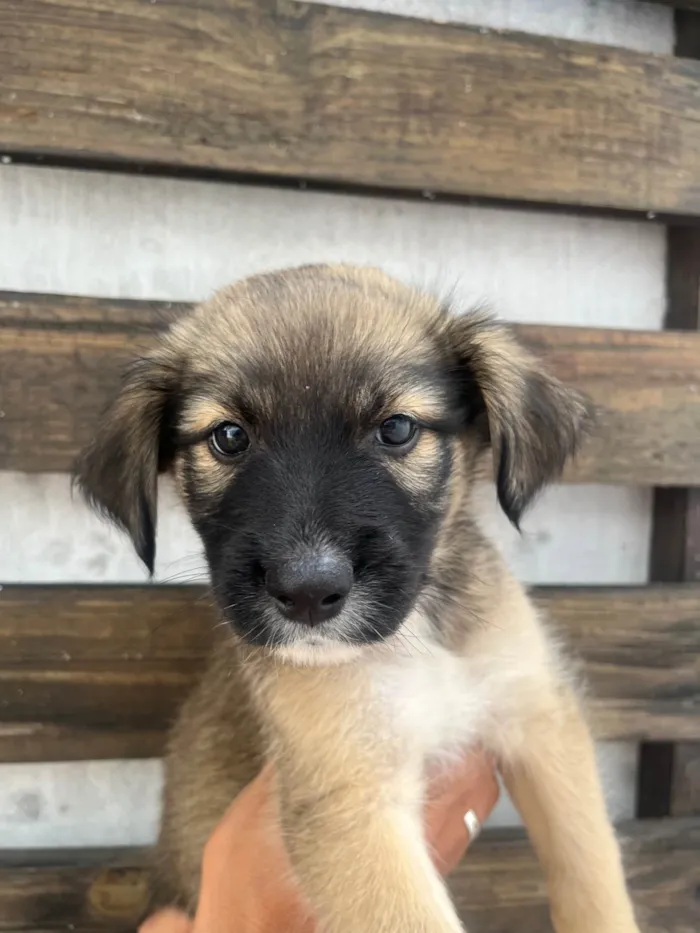 Cachorro ra a SRD-ViraLata idade Abaixo de 2 meses nome Margarida 