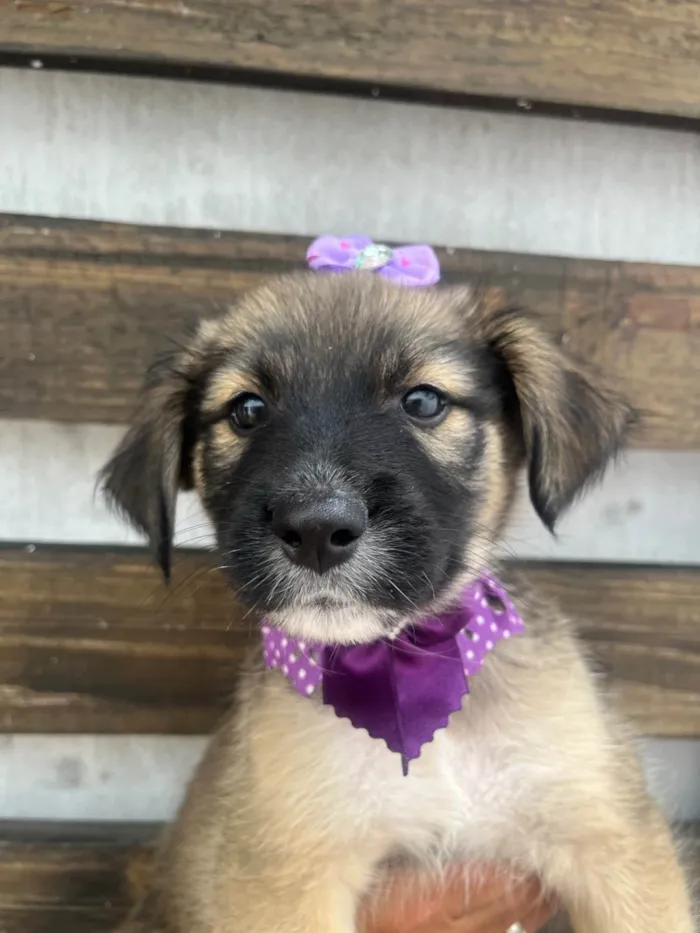 Cachorro ra a SRD-ViraLata idade Abaixo de 2 meses nome Margarida 