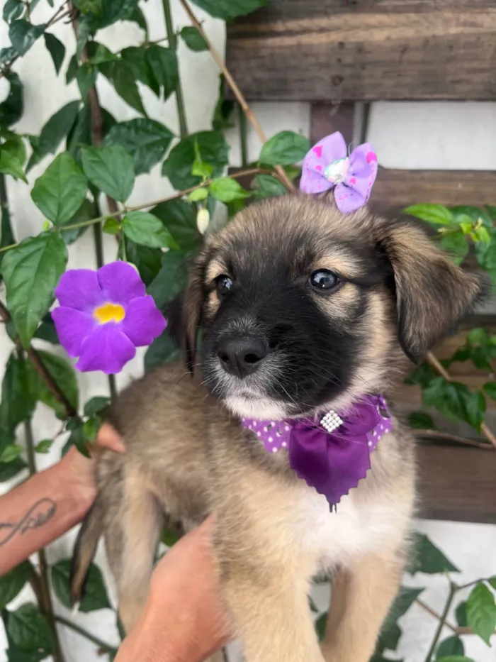 Cachorro ra a SRD-ViraLata idade Abaixo de 2 meses nome Margarida 
