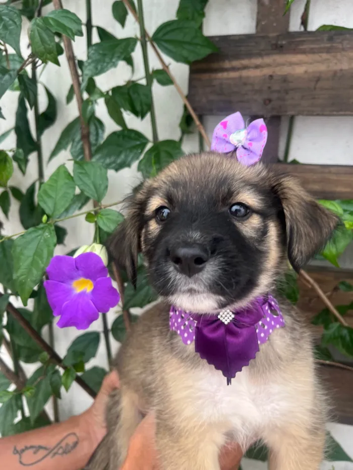 Cachorro ra a SRD-ViraLata idade Abaixo de 2 meses nome Margarida 