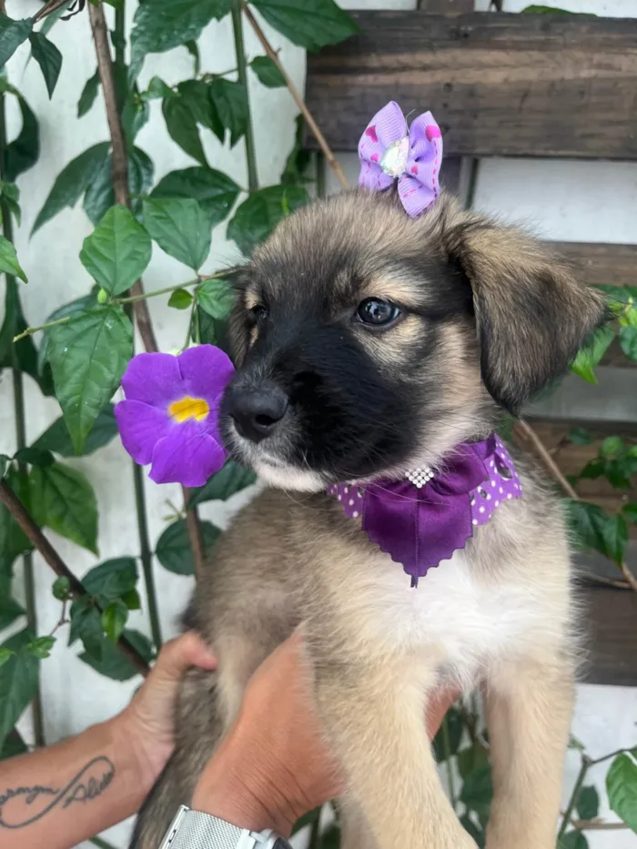 Cachorro ra a SRD-ViraLata idade Abaixo de 2 meses nome Margarida 