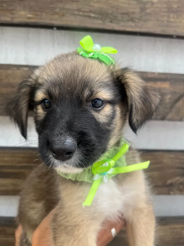 Cachorro ra a SRD-ViraLata idade Abaixo de 2 meses nome Margarida 