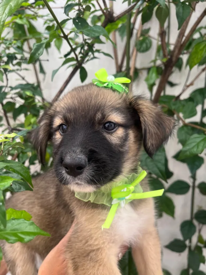 Cachorro ra a SRD-ViraLata idade Abaixo de 2 meses nome Margarida 