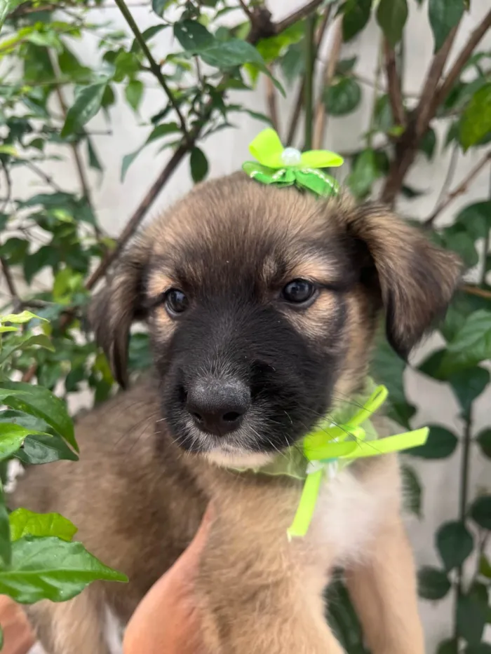 Cachorro ra a SRD-ViraLata idade Abaixo de 2 meses nome Margarida 