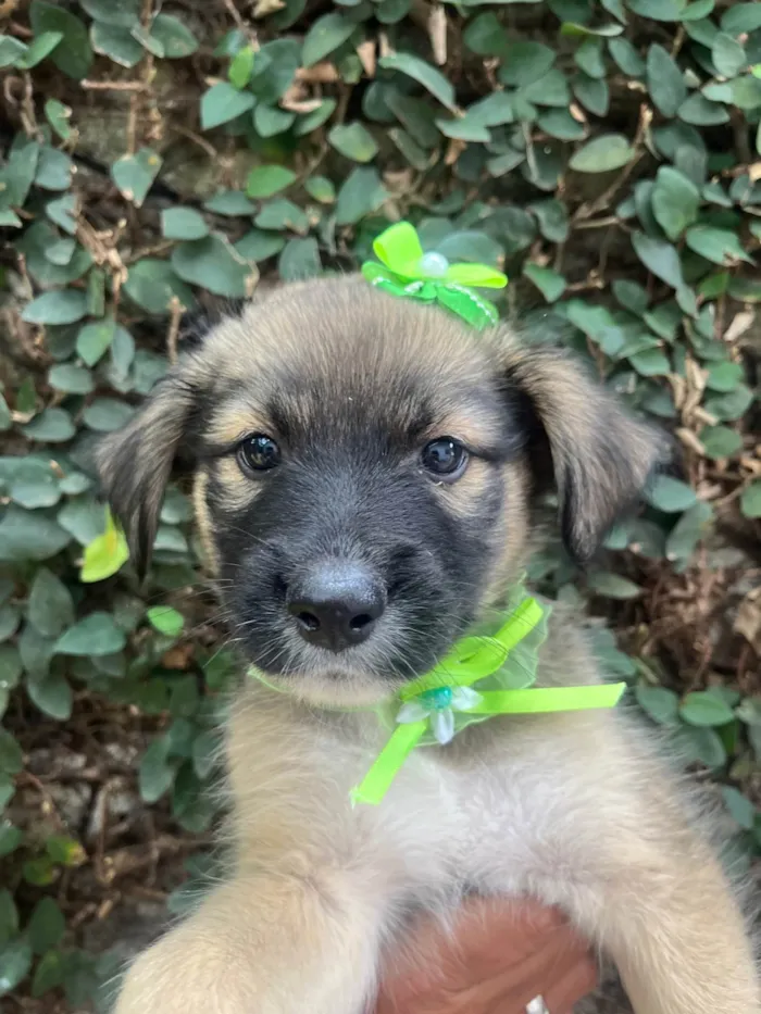 Cachorro ra a SRD-ViraLata idade Abaixo de 2 meses nome Margarida 