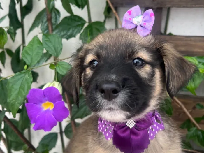 Cachorro ra a SRD-ViraLata idade Abaixo de 2 meses nome Margarida 