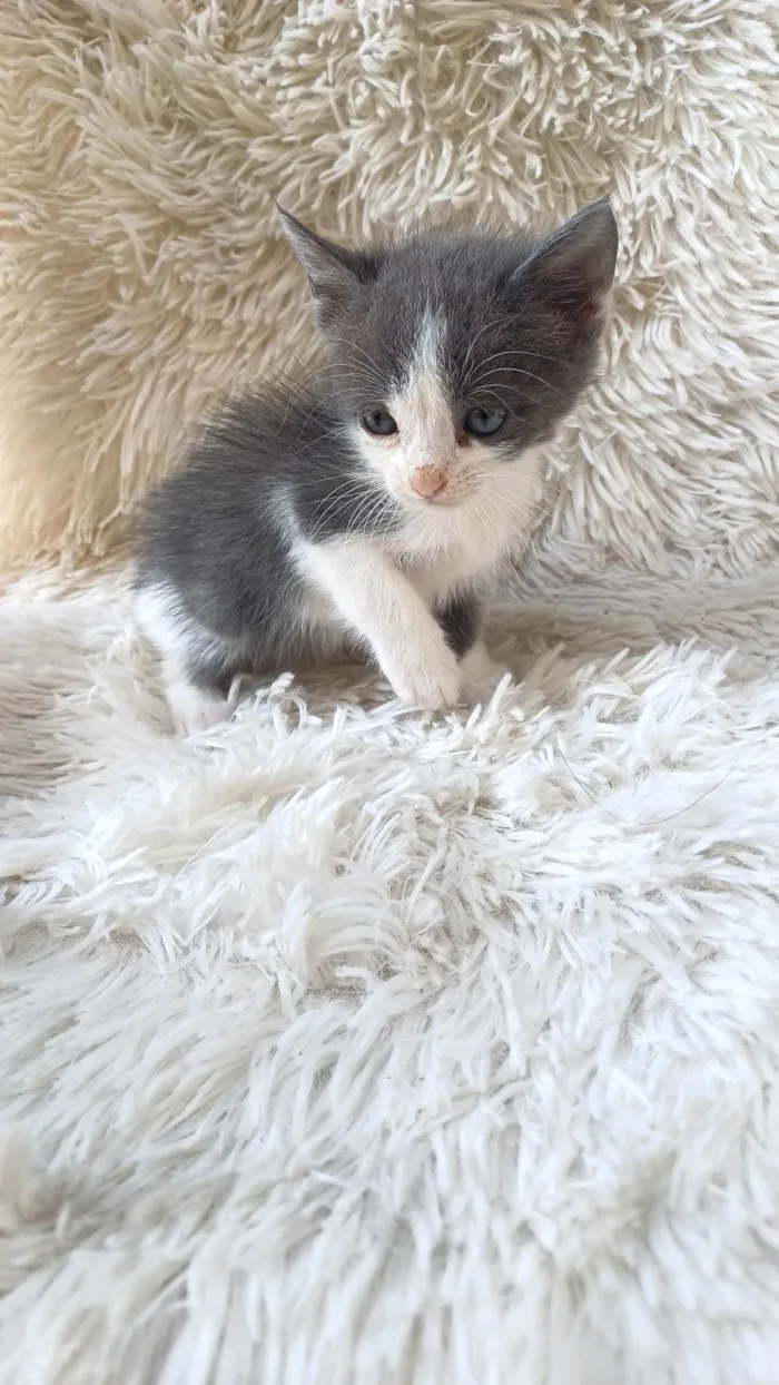 Gato ra a SRD-ViraLata idade Abaixo de 2 meses nome Jorginho adocao