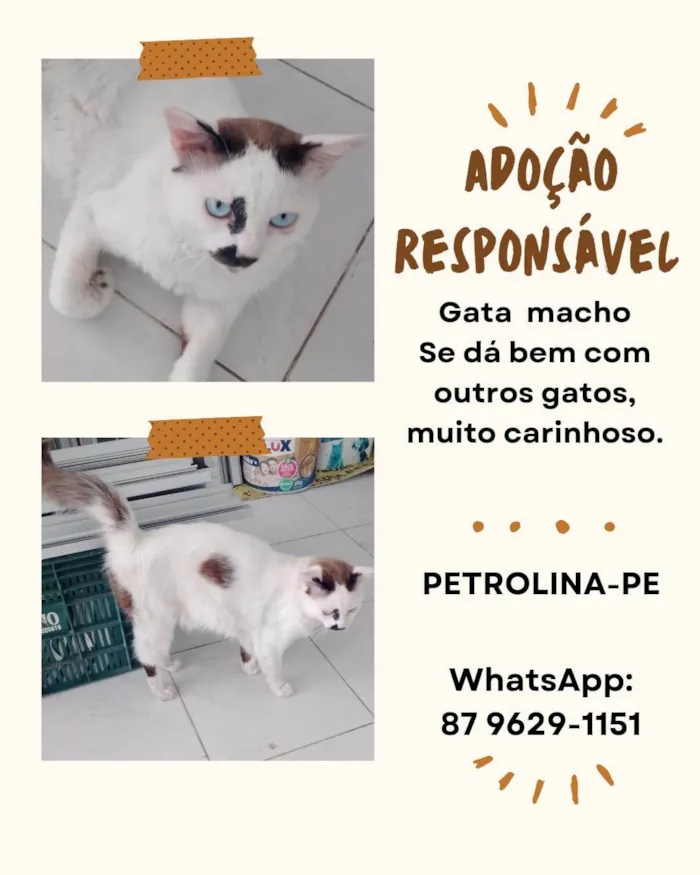 Gato ra a Angorá idade 2 anos nome Vine 