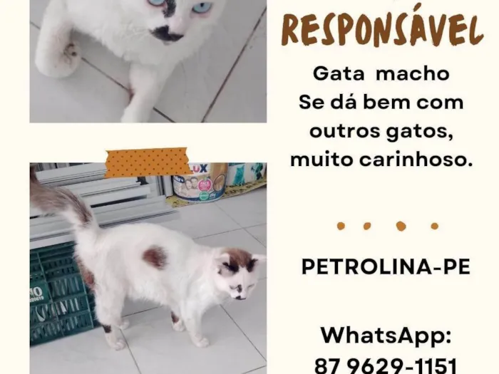 Gato ra a Angorá idade 2 anos nome Vine 