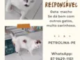 Vine