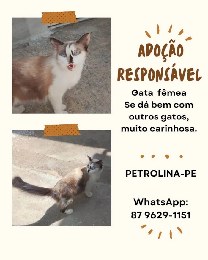 Gato ra a Angorá idade 2 anos nome Gabi 