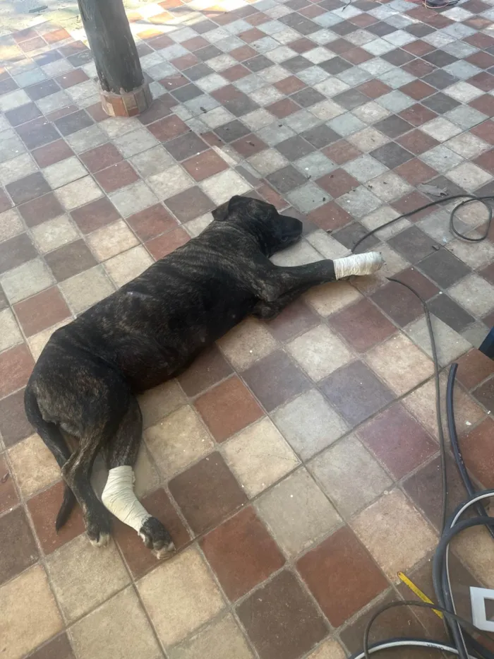 Cachorro ra a Fila idade 3 anos nome Aurora 