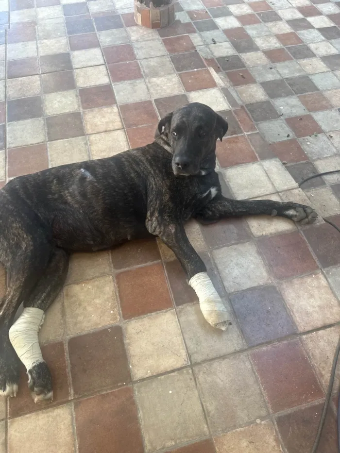 Cachorro ra a Fila idade 3 anos nome Aurora 
