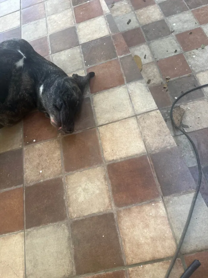 Cachorro ra a Fila idade 3 anos nome Aurora 