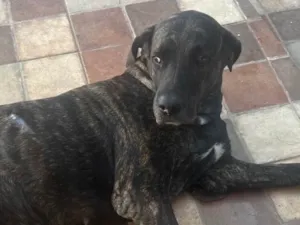 Cachorro raça Fila idade 3 anos nome Aurora 