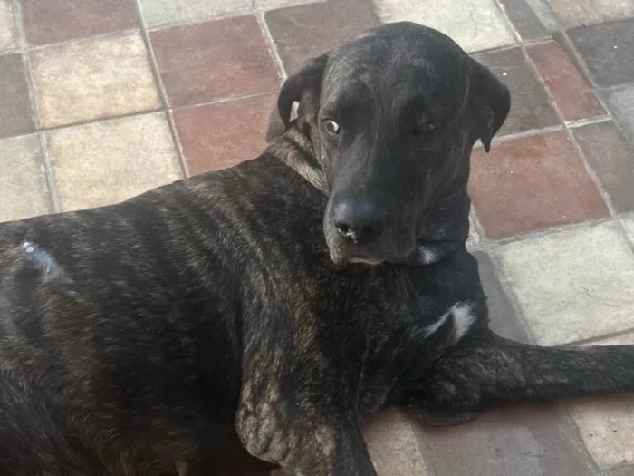 Cachorro ra a Fila idade 3 anos nome Aurora 