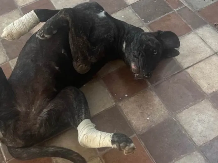 Cachorro ra a Fila idade 3 anos nome Aurora 