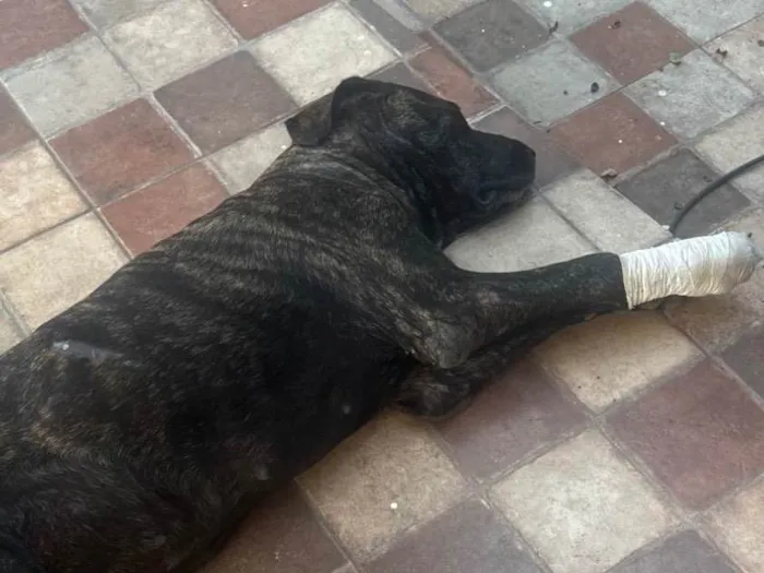 Cachorro ra a Fila idade 3 anos nome Aurora 